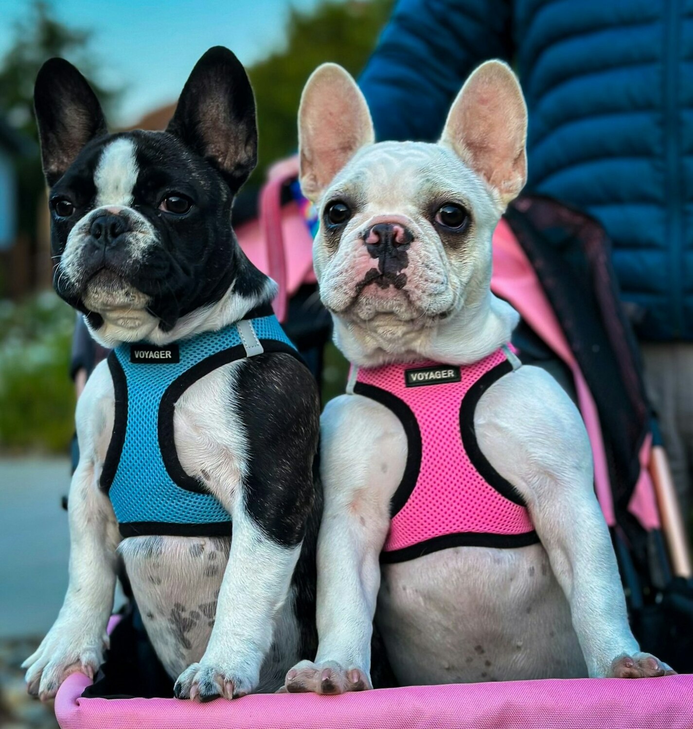 french bulldog puppies, French Bulldog for adoption